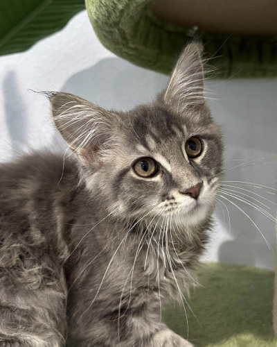 Screenshot 2025-03-24 at 5.04.51 AM